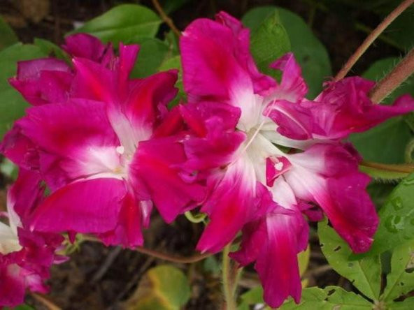 Tohum Dünyam 5 Adet Sunrise Serenade Morning Glory Tohumu
