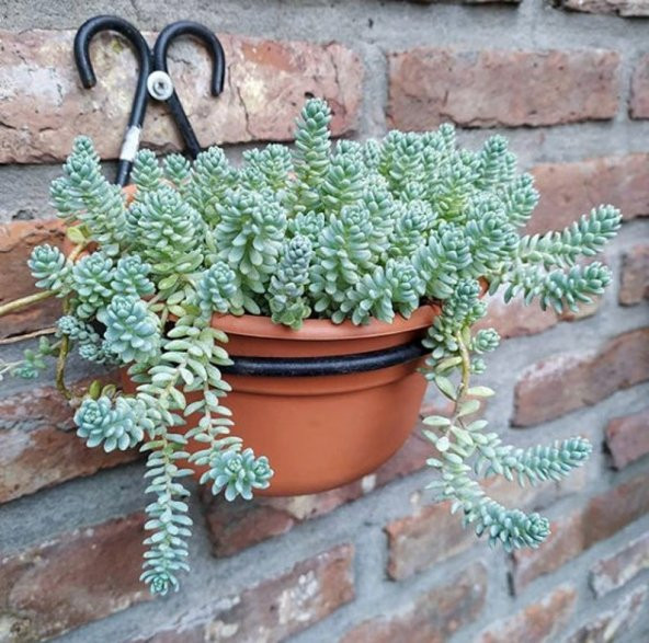 Tohum Dünyam 10 Adet Sedum Dasyphyllum Succulent Tohumu - 4