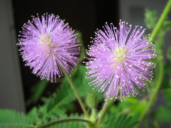 Tohum Dünyam 10 Adet MIMOSA / SENSITIVE PLANT / Touch Me Not Tohumu - 1
