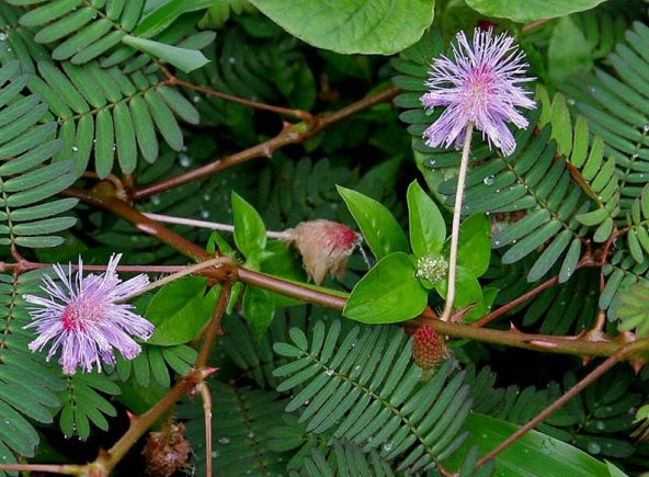 Tohum Dünyam 10 Adet MIMOSA / SENSITIVE PLANT / Touch Me Not Tohumu - 2