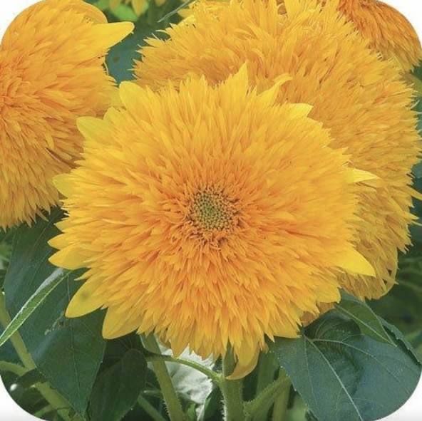 Tohum Dünyam 15 Adet Garden Sun Flower Gold Dwarf Tohumu