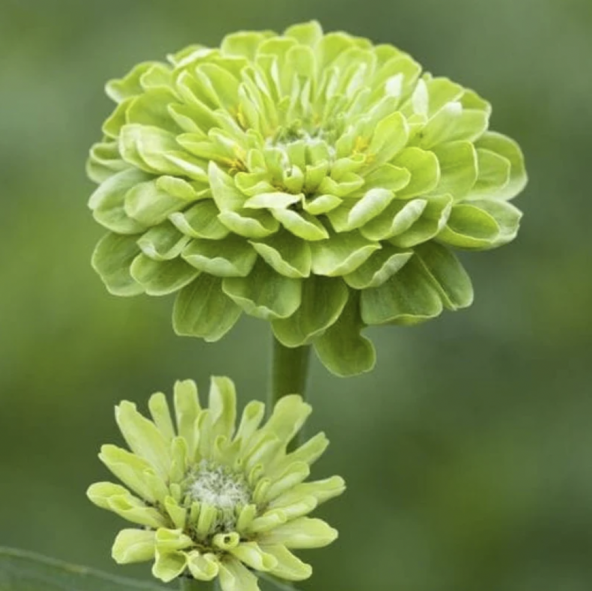 Tohum Dünyam 10 Adet Zinnia Elegans Tohumu - 3