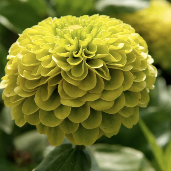 Tohum Dünyam 10 Adet Zinnia Elegans Tohumu - 4