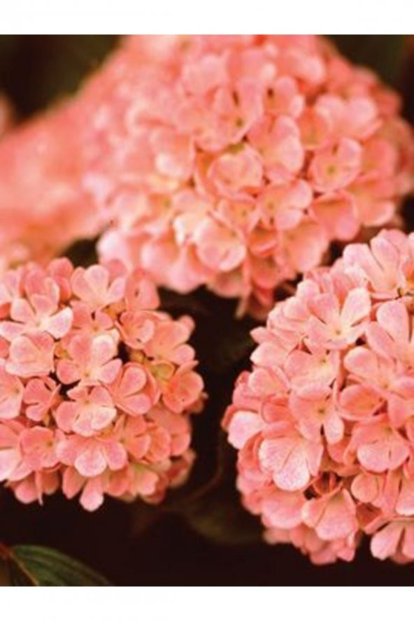 Tohum Dünyam Yavruağzı Rengi Ortanca Çiçeği Tohumu 20 Adet