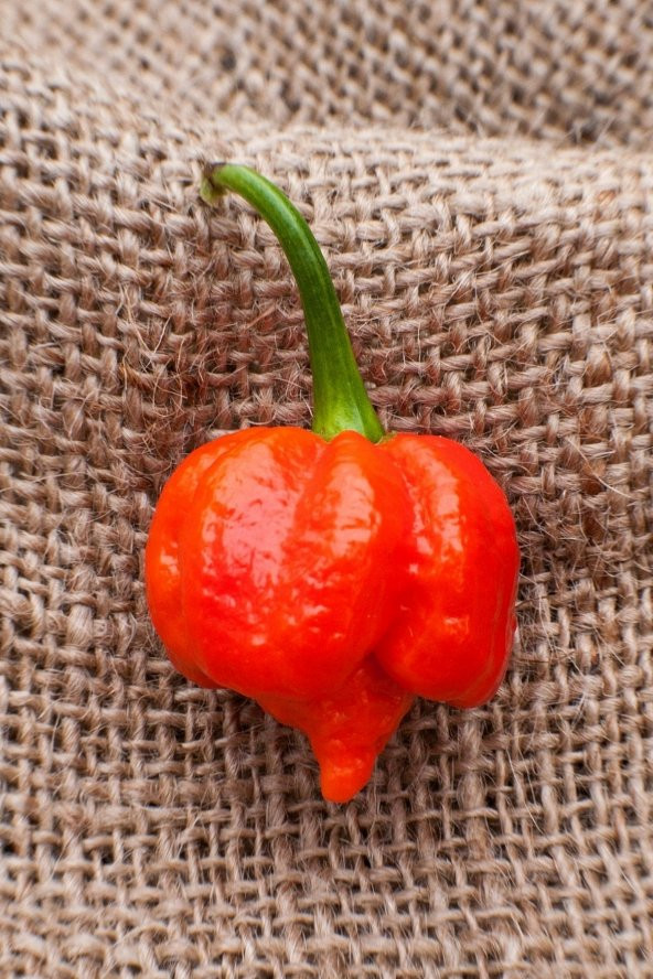 Tohum Dünyam Dünyanın En Acısı Trinidad Scorpion Biber Tohumu / 10 Adet Tohum
