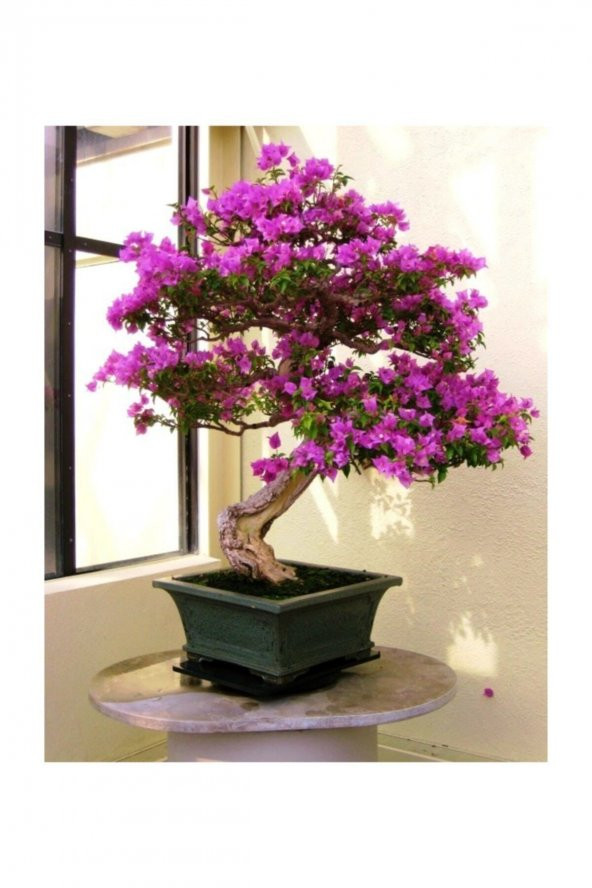 Tohum Dünyam Bodur Mersin Bonzai Ağacı Tohumu 10 Adet Bonsai Ağacı Tohumu - 3