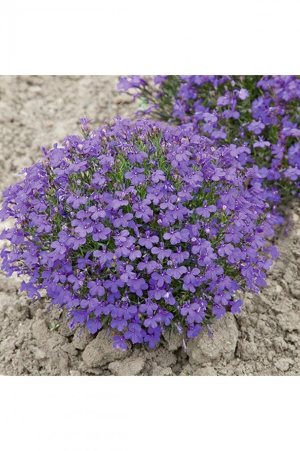 Tohum Dünyam Lobelia Erinus crystal Palace Çiçek Tohumu ürün görseli 1