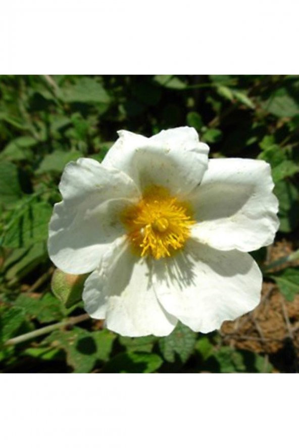 Tohum Dünyam Cistus Sintenisii Çiçek Tohumu ürün görseli 1