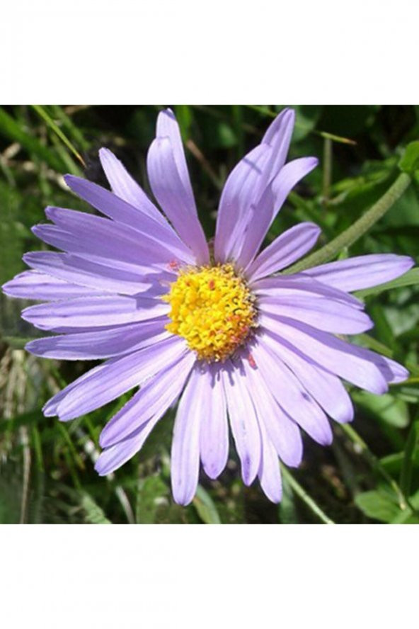 Tohum Dünyam Aster Alpinus Çiçek Tohumu
