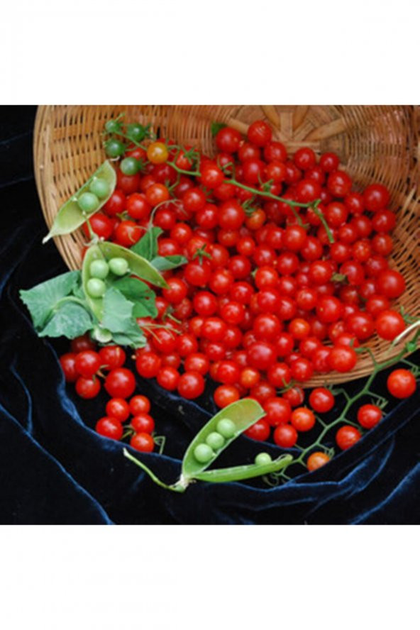 Tohum Dünyam Sweet Pea Currant Domates Tohumu