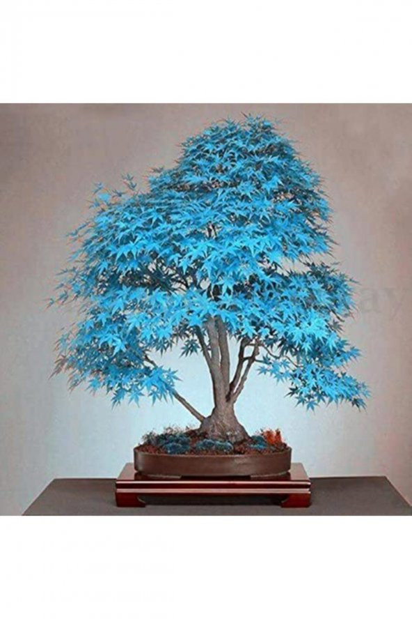 Tohum Dünyam Mavi Akçaağaç Bonsai Tohumu 5 Adet