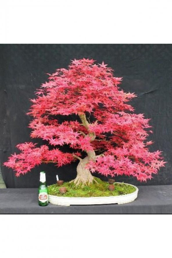 Tohum Dünyam Pembe Akçaağaç Bonsai Tohumu 5 Adet
