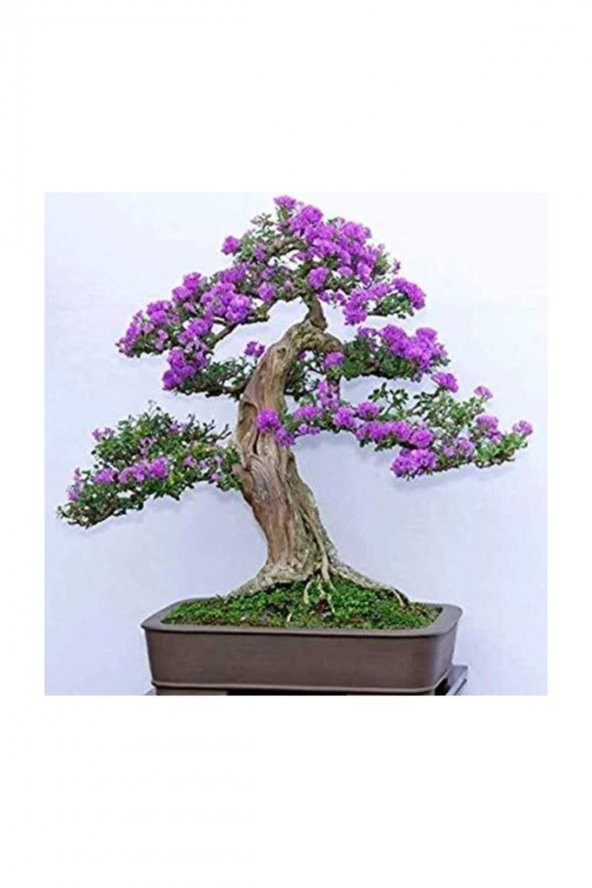 Tohum Dünyam Jakaranda Bonzai Ağacı Tohumu 5 Adet Bonsai Ağacı Tohumu
