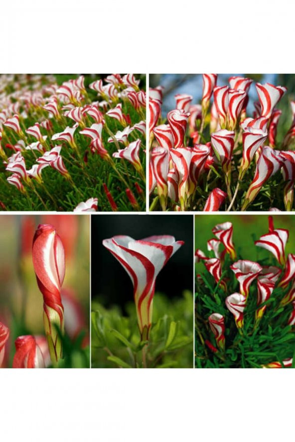 Tohum Dünyam 20 Adet Oxalis Versicolor Çiçeği Tohumu