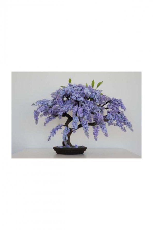 Tohum Dünyam Jakaranda Bonzai Ağacı Tohumu 5 Adet Bonsai Ağacı Tohumu - 3