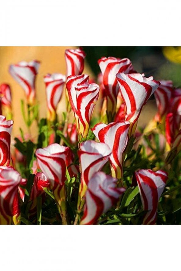 Tohum Dünyam 20 Adet Oxalis Versicolor Çiçeği Tohumu - 2