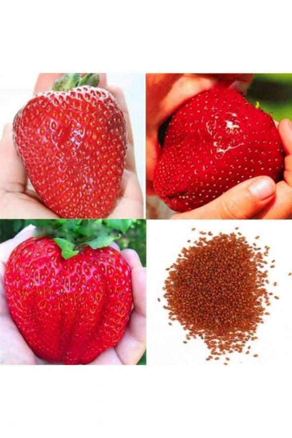 Tohum Dünyam 20 Adet Nadir Dev Çilek Tohumu ürün görseli 1