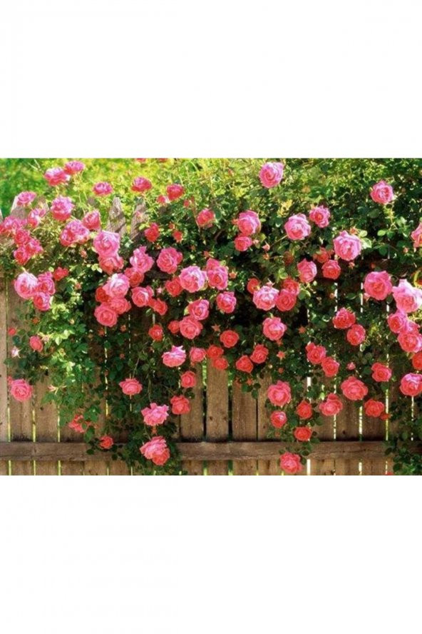 Tohum Dünyam 5 Adet Pembe Sarmaşık Gül Tohumu