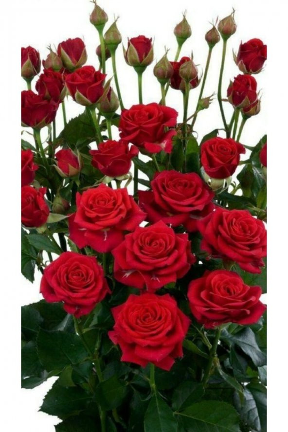 Tohum Dünyam 10 Adet Kırmızı Renkli Gül Çiçeği Tohumu ürün görseli 1