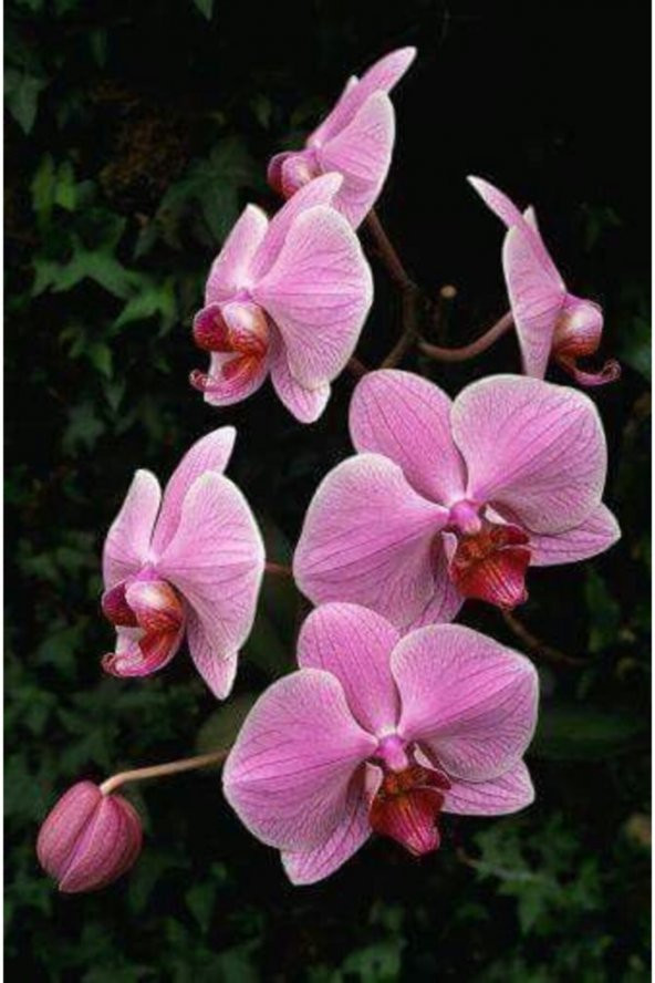 Tohum Dünyam 10 Adet Pembe Renkli Orkide Çiçeği Tohumu ürün görseli 1