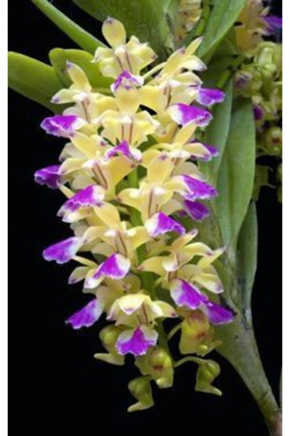 Tohum Dünyam 10 Adet Sarı-mor Renkli Orkide Çiçeği Tohumu