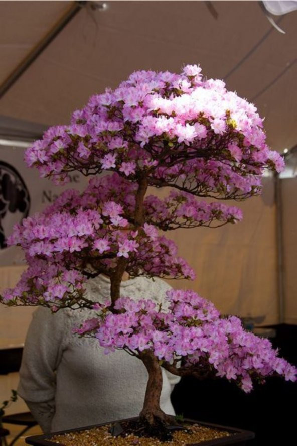 Tohum Dünyam Lila Çiçekli Cherry Bonsai Ağacı Tohumu-10 Adet