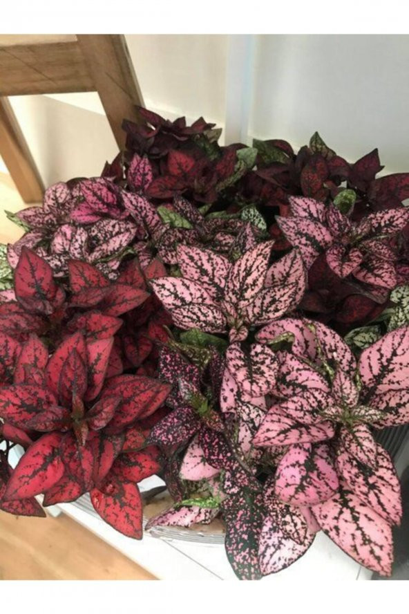 Tohum Dünyam Çilli Karışık Kolyos Yaprağı Tohumu (yaprağıgüzel) 10 15 Adet