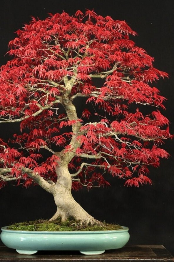 Tohum Dünyam Bonsai Ağaci Tohumu 5 Adet