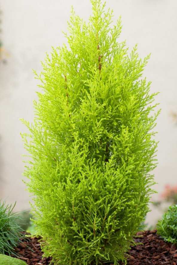 Tohum Dünyam Limon Çamı Ağacı Tohumu / 5 Adet Tohum - 3