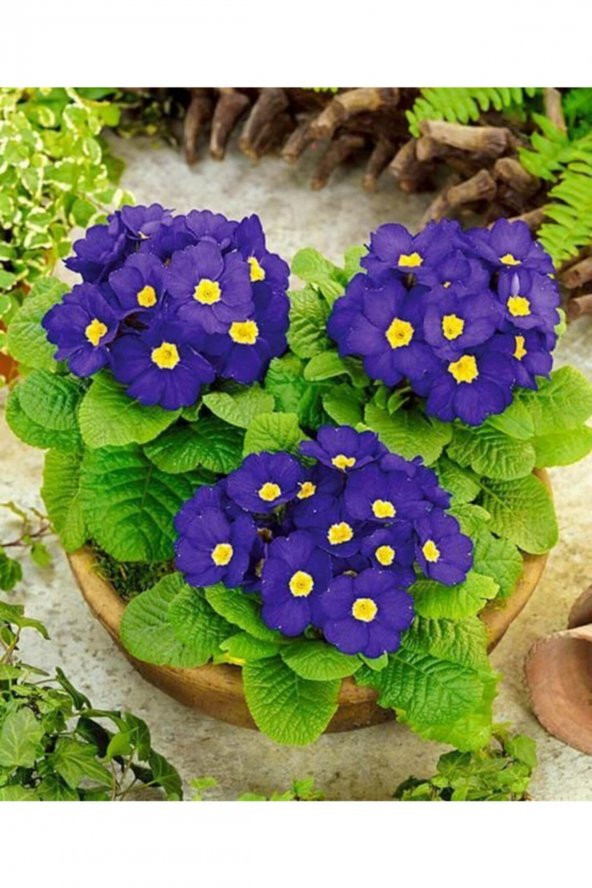 Tohum Dünyam Mor Renkli Çuha Çiçeği Tohumu 10 15 Adet