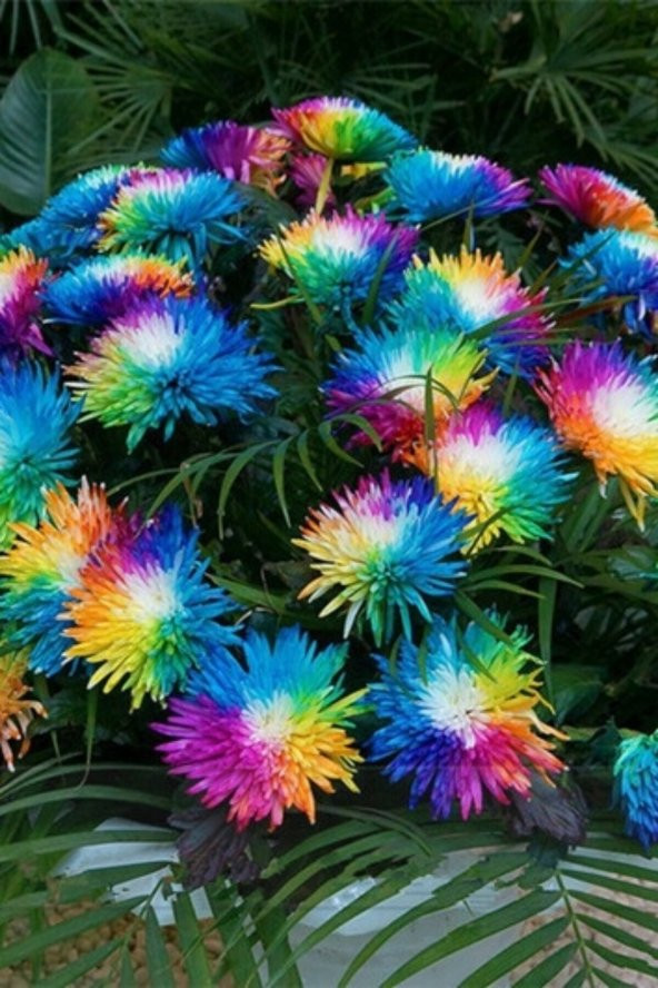 Tohum Dünyam Renkli Himalaya Orkide Tohumu 10 Adet - Resim 2