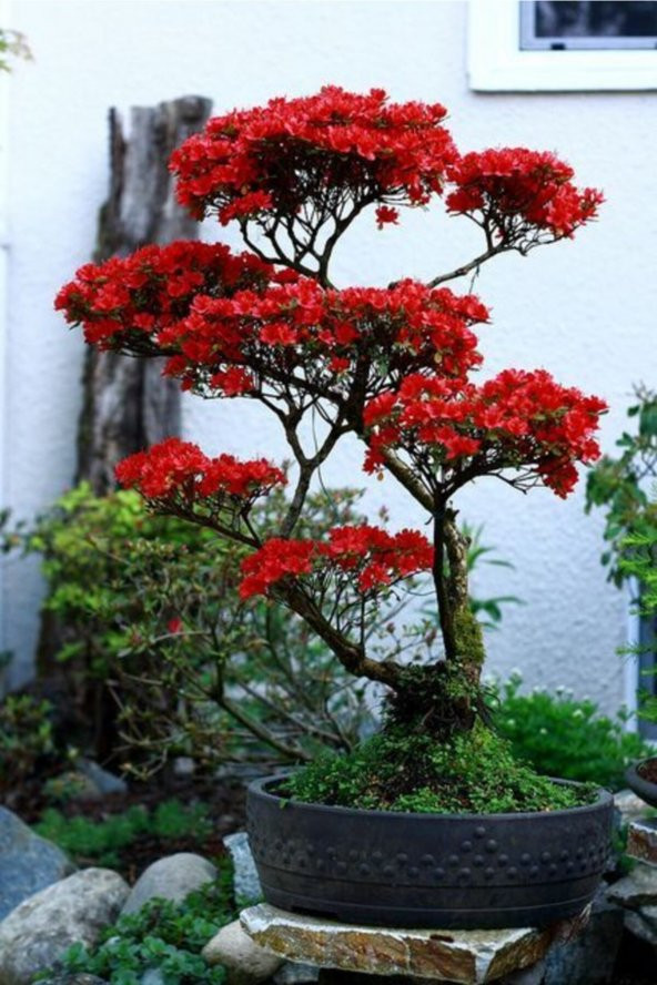 Tohum Dünyam Kırmızı Yapraklı Bonsai Ağacı Tohumu-10 Adet