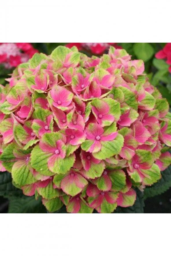 Tohum Dünyam 15 Adet Pembe-yeşil Renkli Ortanca Çiçeği Tohumu