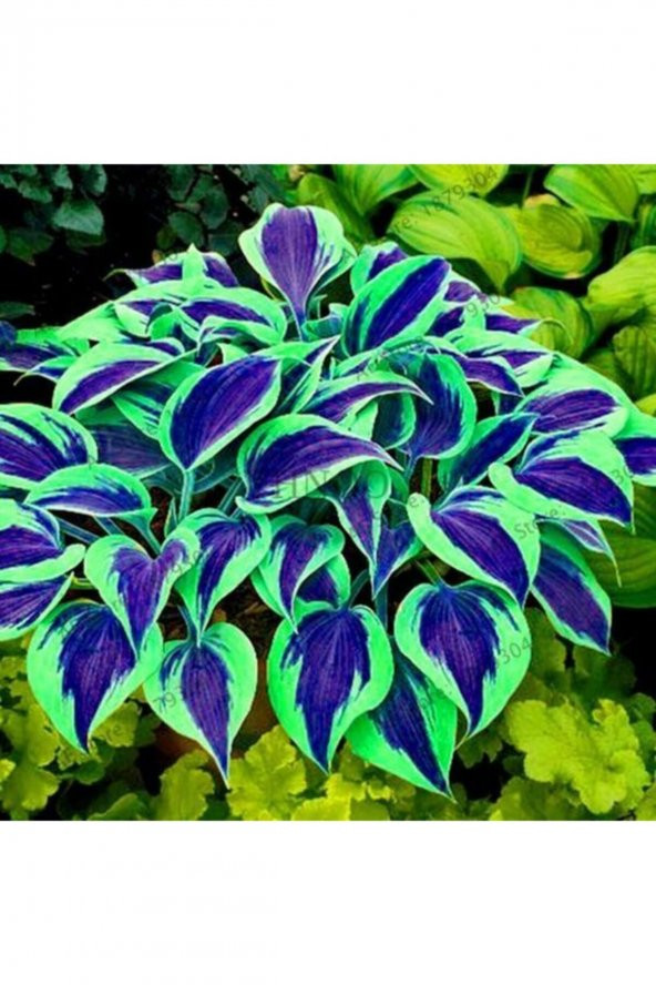 Tohum Dünyam Lacivert Kolyos Yaprağı Tohumu (yaprağıgüzel) 10 15 Adet