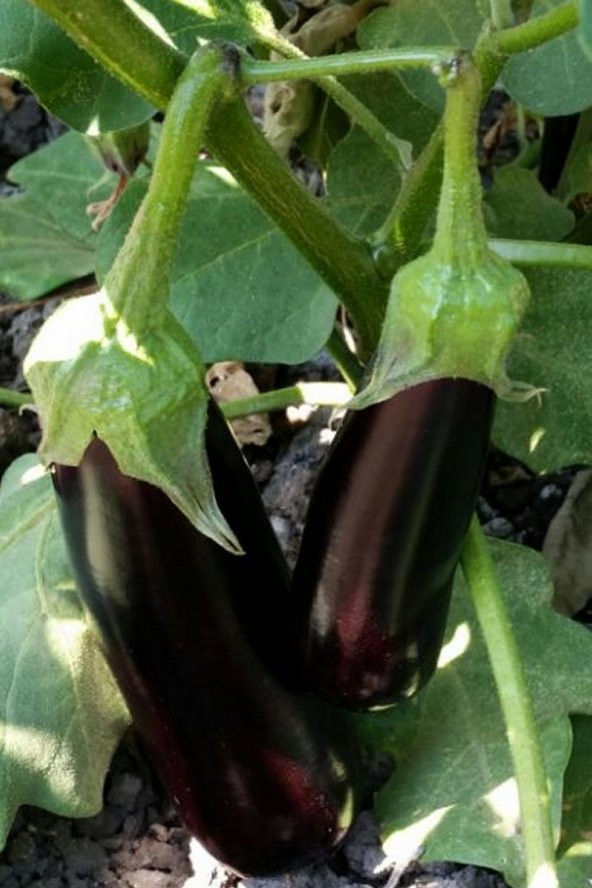 Tohum Dünyam Aydın Siyahı Patlıcan Tohumu / 20 Adet Tohum - 5