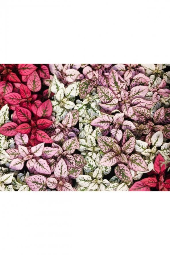 Tohum Dünyam Fıx Karışık Kolyos Yaprağı Tohumu-20 25 Adet