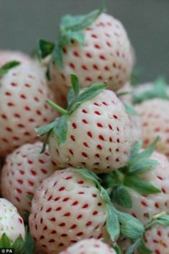 Tohum Dünyam 10 15 Adet Albino Çilek Tohumu