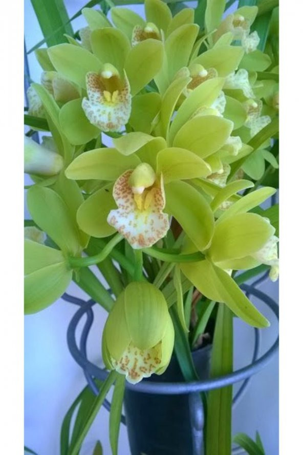 Tohum Dünyam Soft Yeşil Orkide Çiçeği Tohumu 10-15 Adet ürün görseli 1
