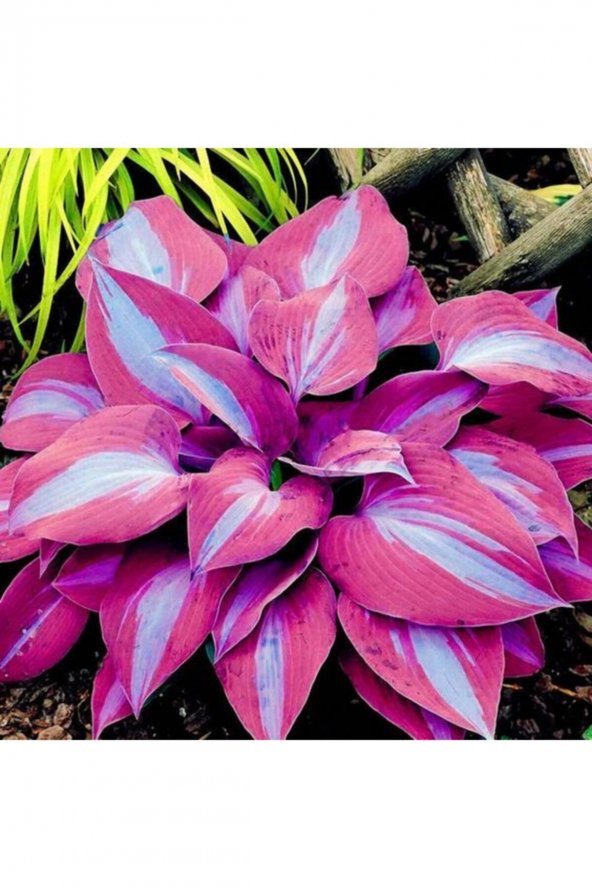 Tohum Dünyam Özel Mavi Şeritli Pembe Kolyos Yaprağı Tohumu-10 15 Adet ürün görseli 1