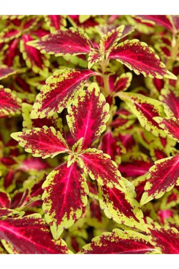 Tohum Dünyam Klasik Renk Kolyos Yaprağı Tohumu (yaprağıgüzel) 10 15 Adet