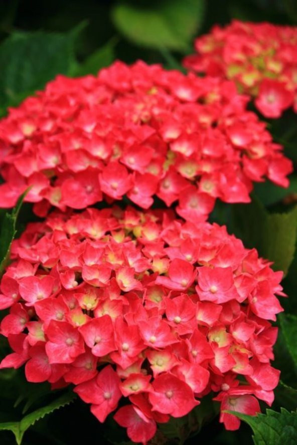 Tohum Dünyam 15 Adet Kırmızı Renkli Ortanca Çiçeği Tohumu