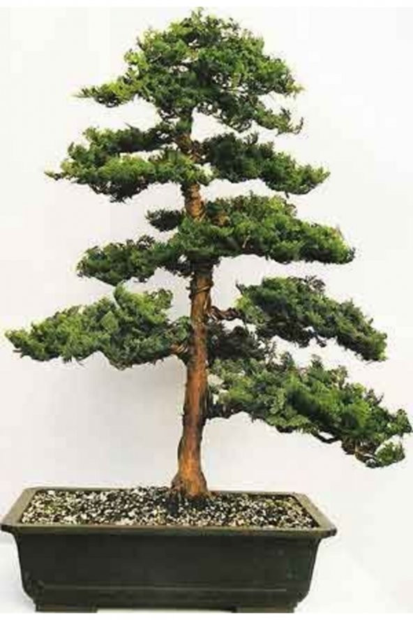 Tohum Dünyam Hinoki Çam Bonsai Ağacı Tohumu-10 Adet