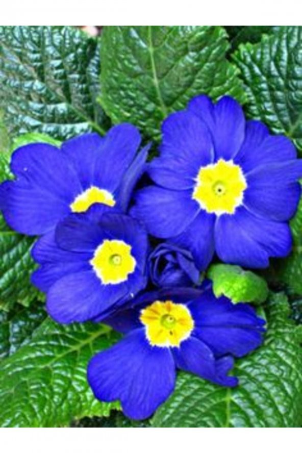 Tohum Dünyam Mavi Çuha Çiçeği Tohumu 10 15 Adet ürün görseli 1