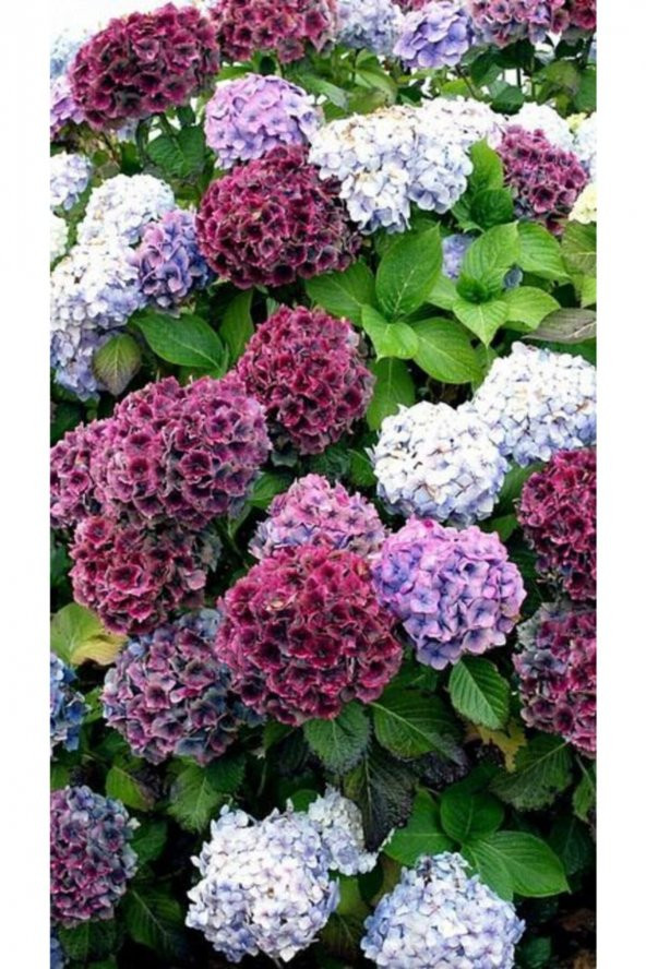 Tohum Dünyam Pembe Beyaz Karışık Ortanca Çiçeği Tohumu-10 15 Adet