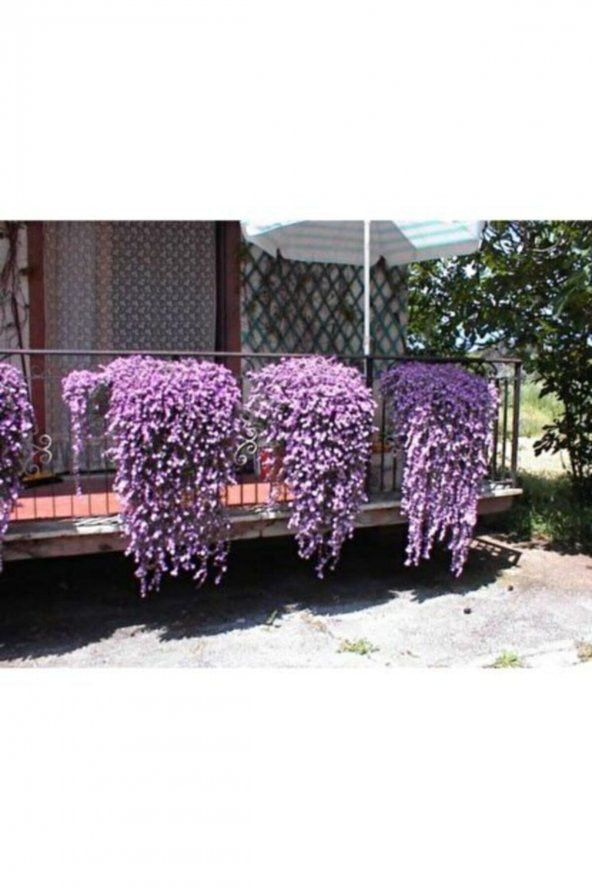 Tohum Dünyam 15 Adet Mor Renkli Sarkan Lobelya Çiçeği Tohumu