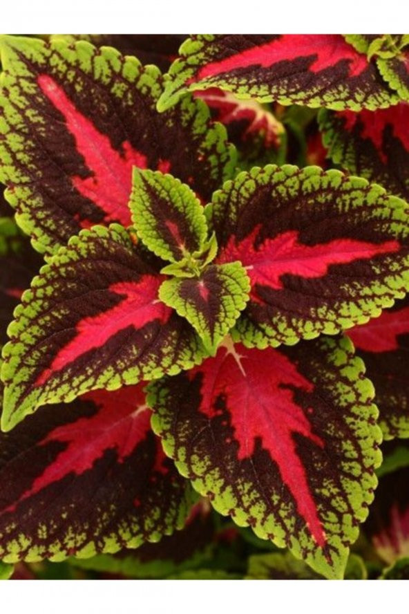 Tohum Dünyam 10 Adet Kolyos Çiçeği Tohumu