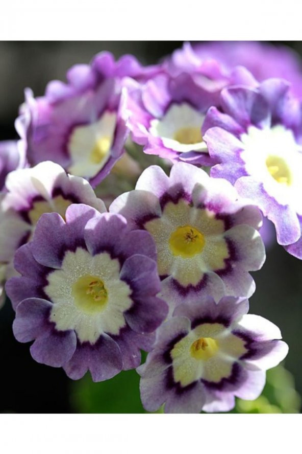 Tohum Dünyam Lila Renkli Çuha Çiçeği Tohumu 10 15 Adet ürün görseli 1