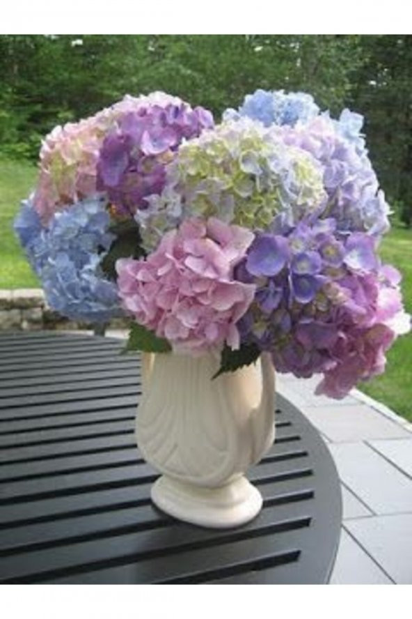 Tohum Dünyam Soft Karışık Renkli Ortanca Çiçeği Tohumu-10 15 Adet