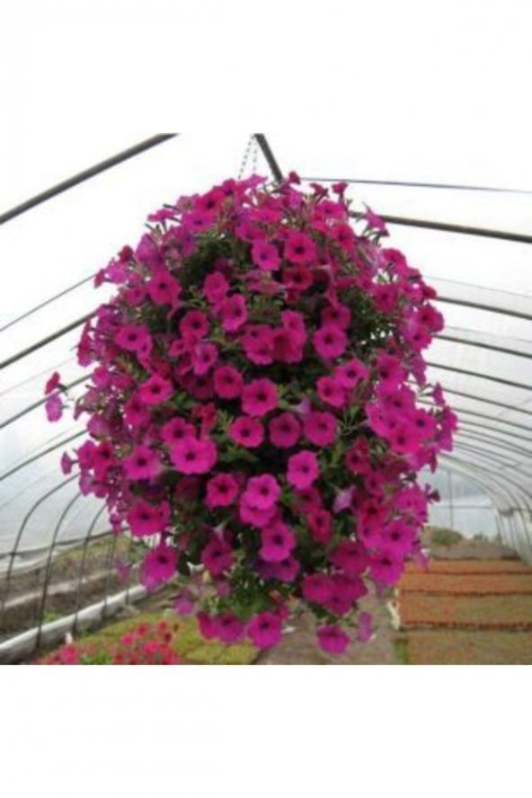 Tohum Dünyam Karışlık Petunya Çiçeği Tohumu Ekim Seti - Resim 2