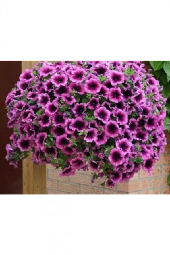 Tohum Dünyam Karışlık Petunya Çiçeği Tohumu Ekim Seti - Resim 3